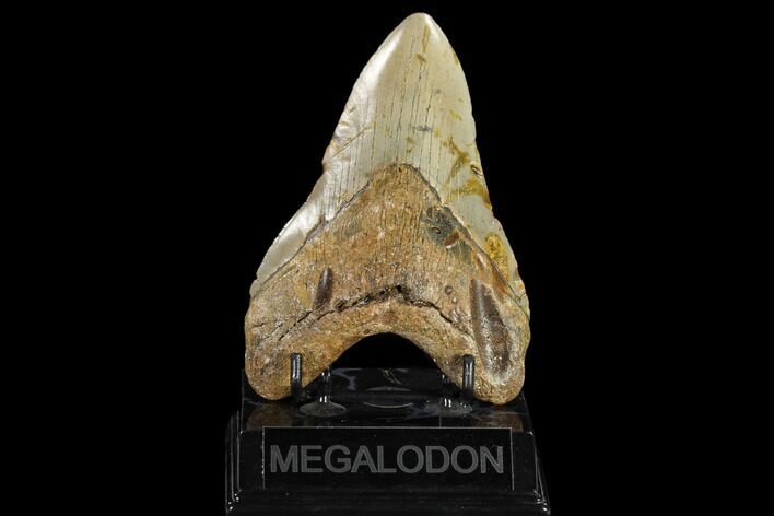 Bargain, Fossil Megalodon Tooth - North Carolina #119403